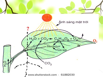 Bài giảng Sinh học Lớp 6 - Bài 24: Phần lớn nước vào cây đi đâu? - Trường THCS Long Thành